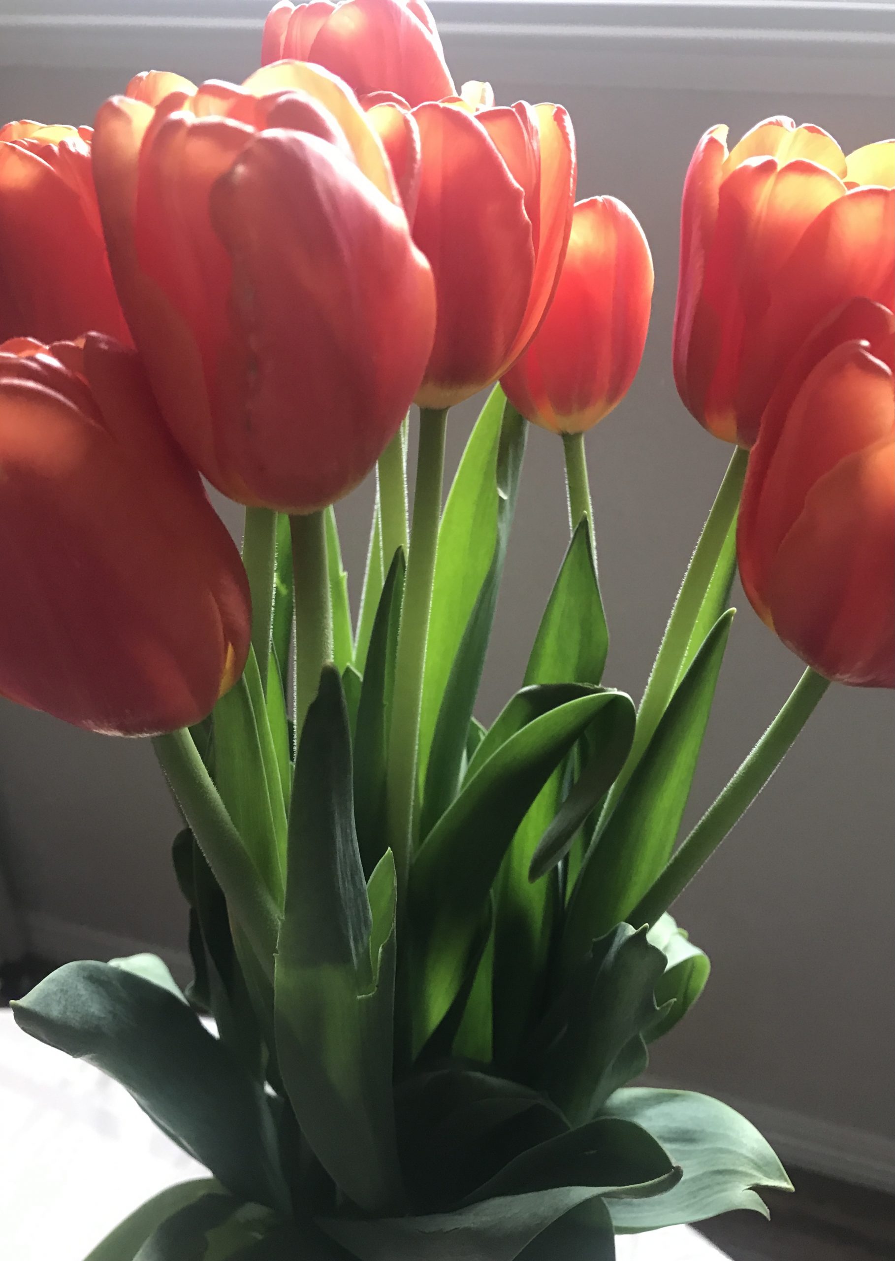 Wordless Wednesday: Tulips