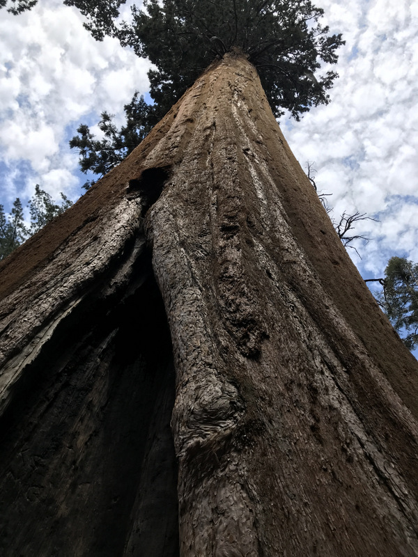 large Sequoia tree