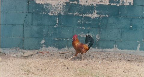 Rooster walking around gravel; grey wall in the background