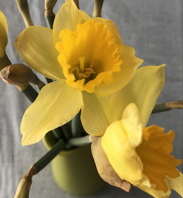 Yellow daffodils blooming in a green vase