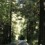 Avenue of the Giants road with towering redwoods